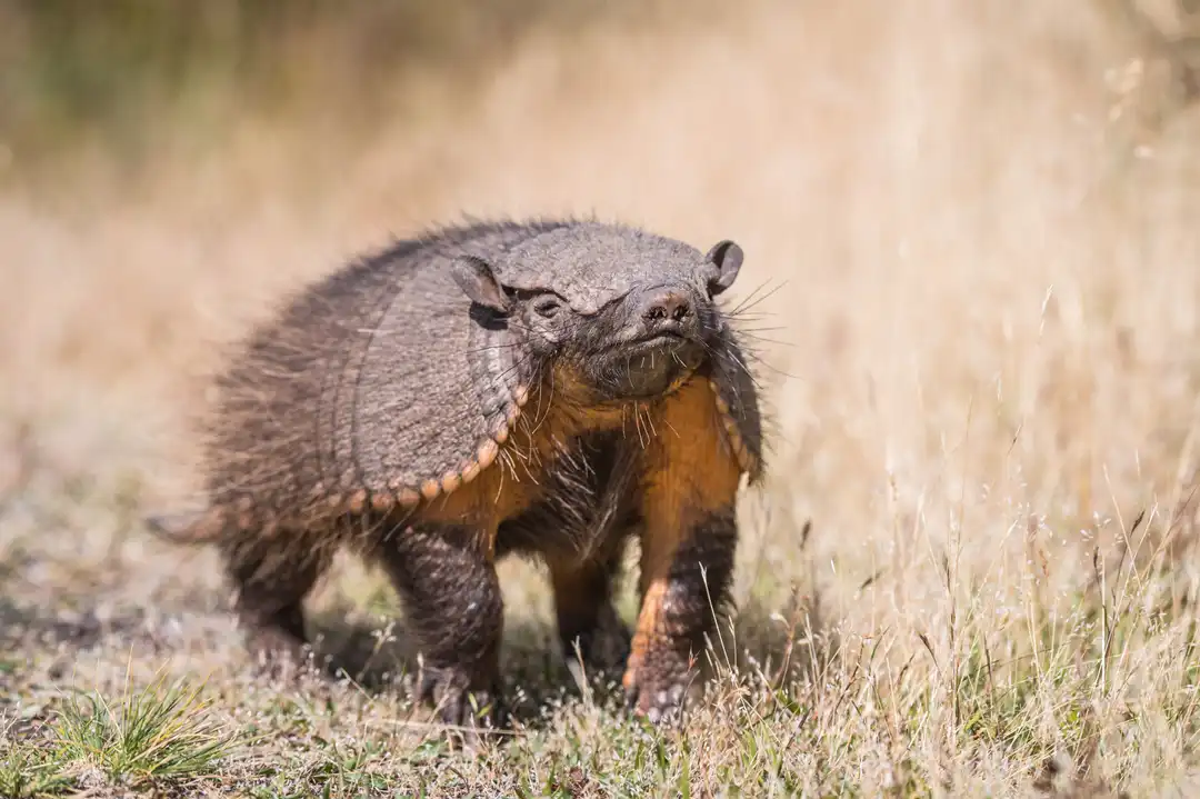 Wildlife in Patagonia: All You Need to Know